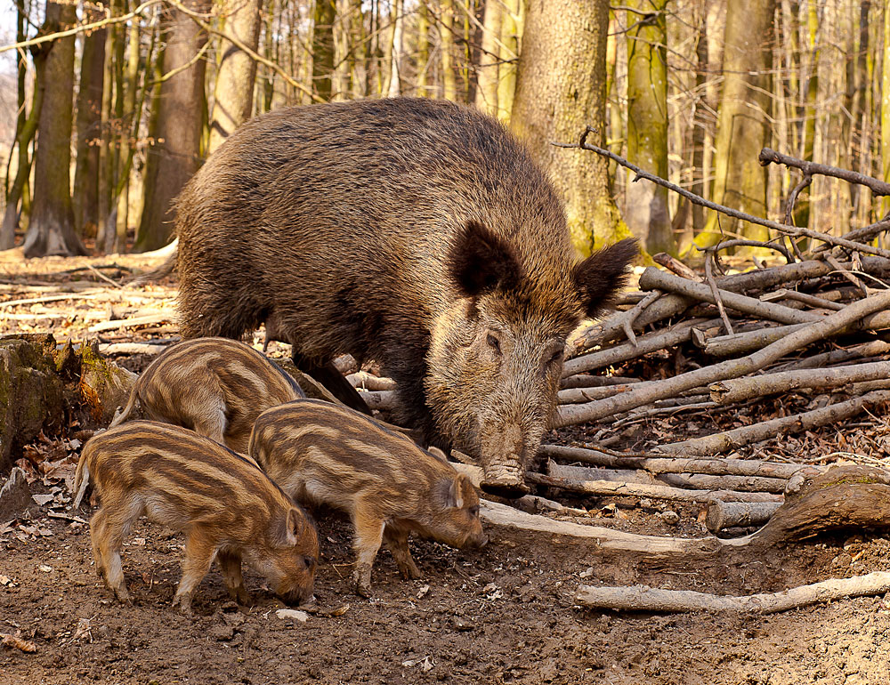 Wildschweine im Nationalpark Bayerischer Wald